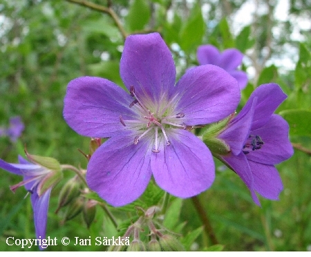  Geranium sylvaticum 